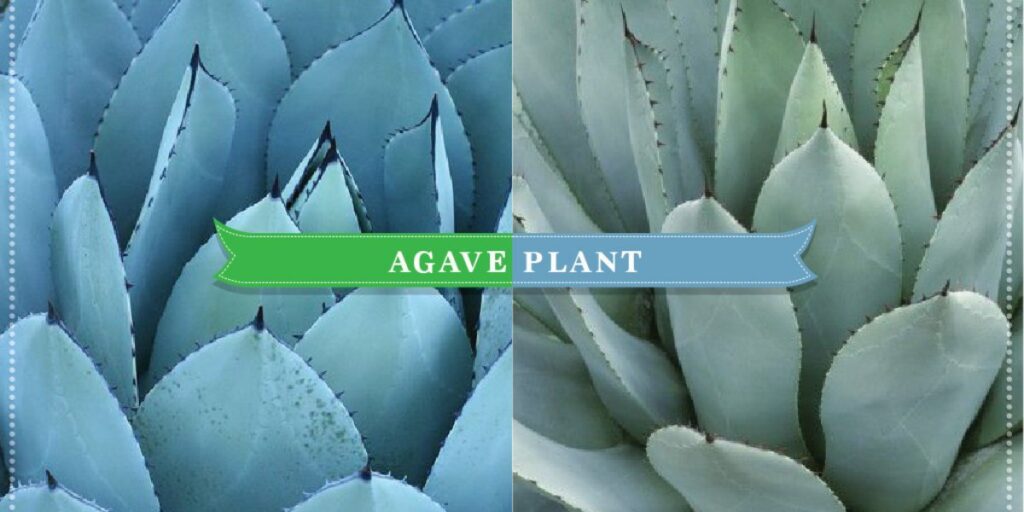 tequila and mezcal both use agave plants